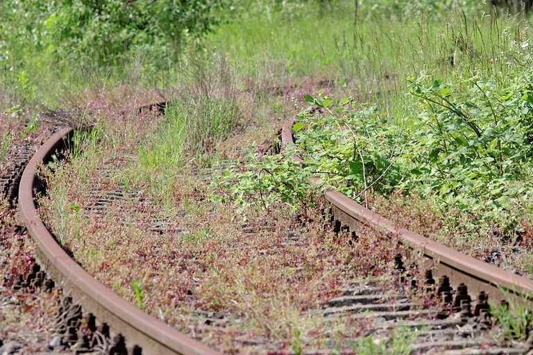 Überwucherte Schienen