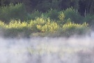 Morgennebel am Haubachsee (Orton)