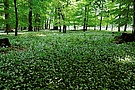 Bärlauchwald