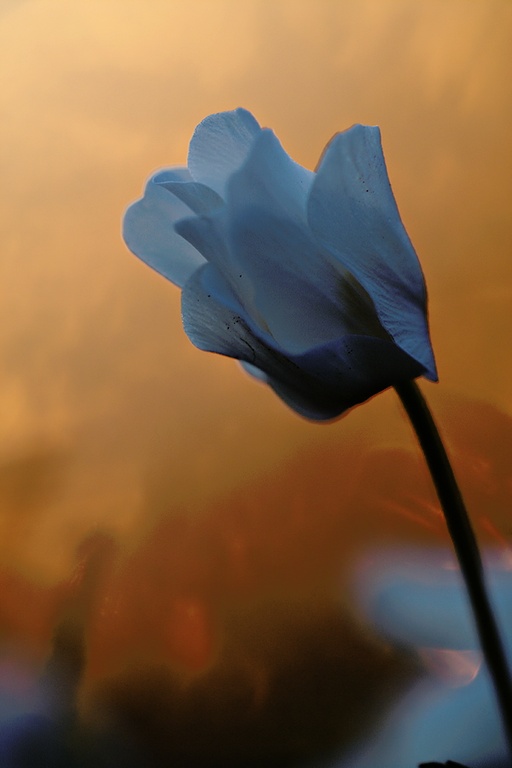 Buschwindröschen im Abendlicht