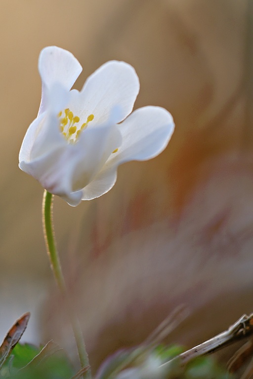 Buschwindröschen am Abend