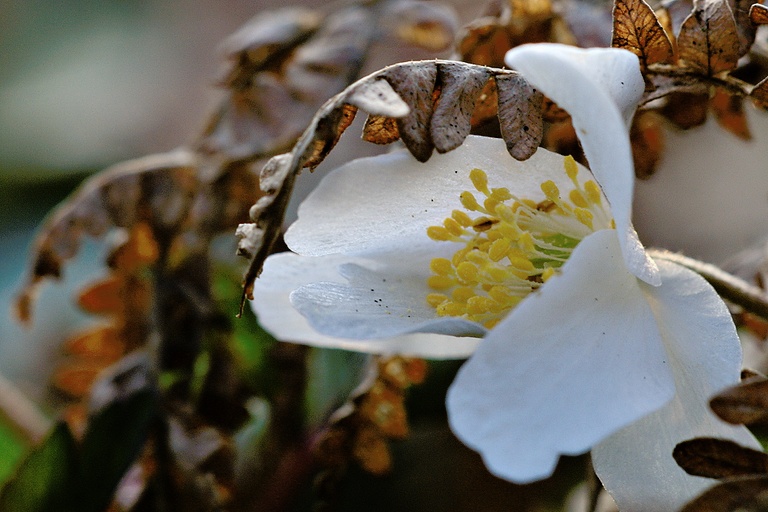 Buschwindröschen unter Farn