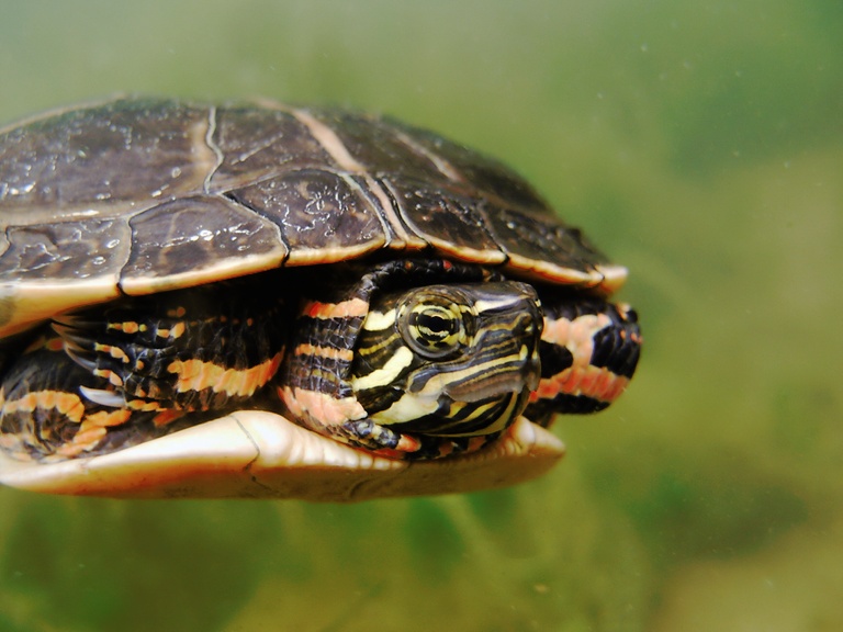 Südliche Zierschildkröte