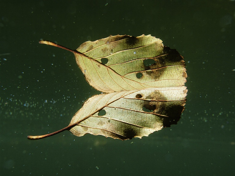 Blattspiegelung
