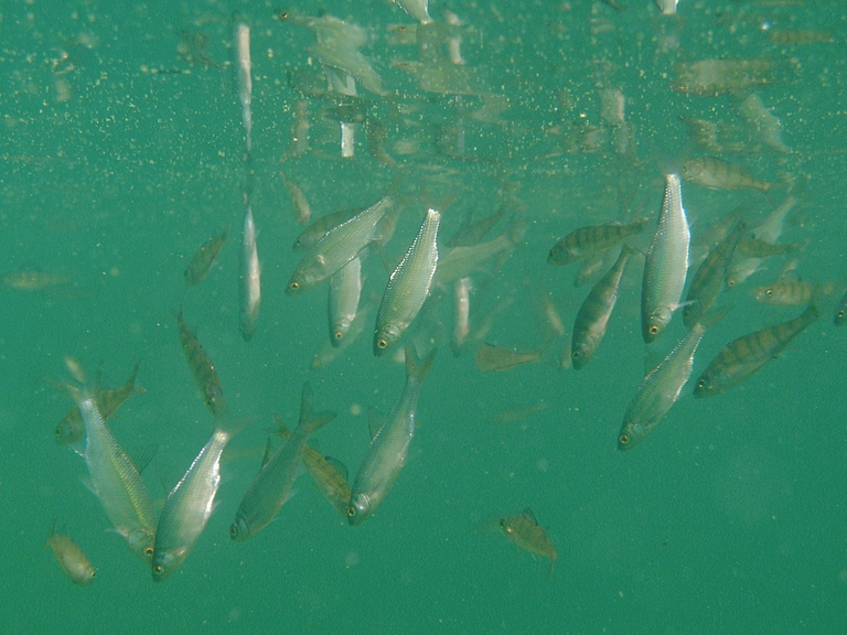 Fischschwarm kopfüber