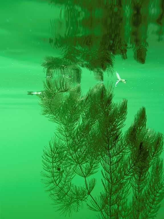 Raues Hornblatt (Ceratophyllum demersum)