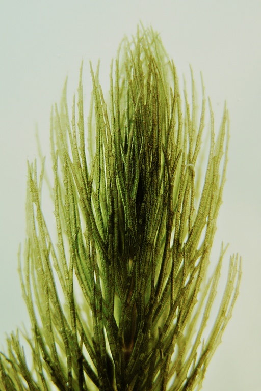 Raues Hornblatt (Ceratophyllum demersum)