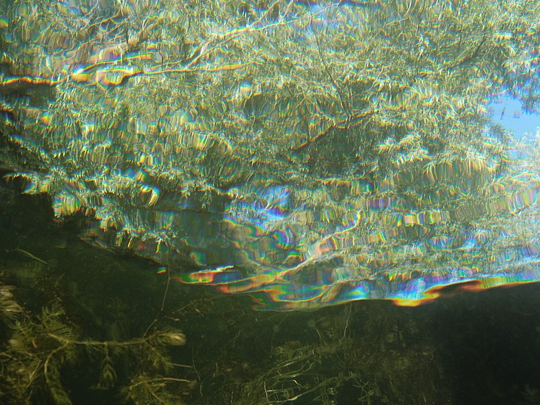 Baum aus der Fischperspektive