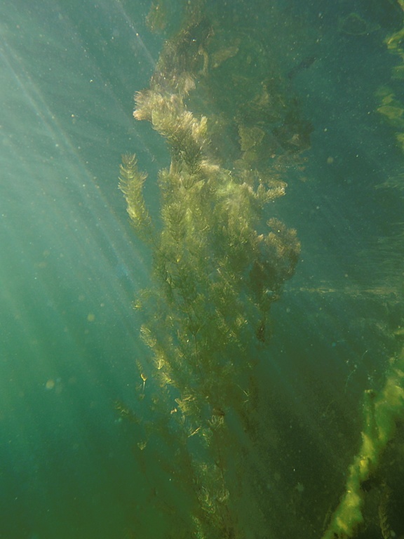 Raues Hornblatt (Ceratophyllum demersum)