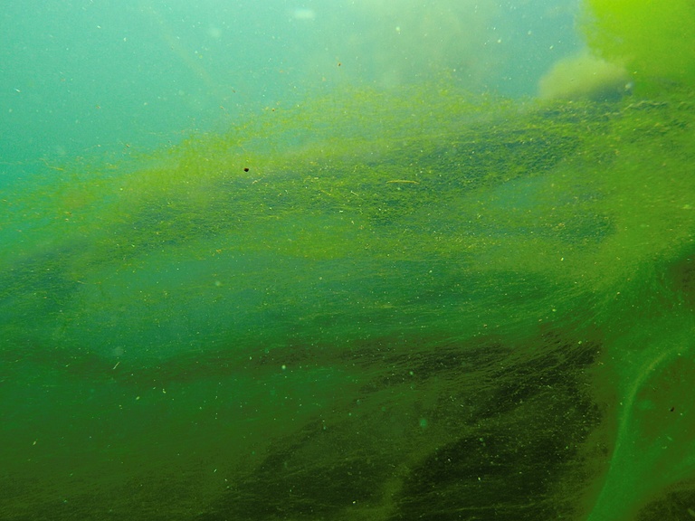 Ein Vorhang aus Algen