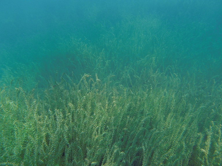 Unterwasserlandschaft (4)