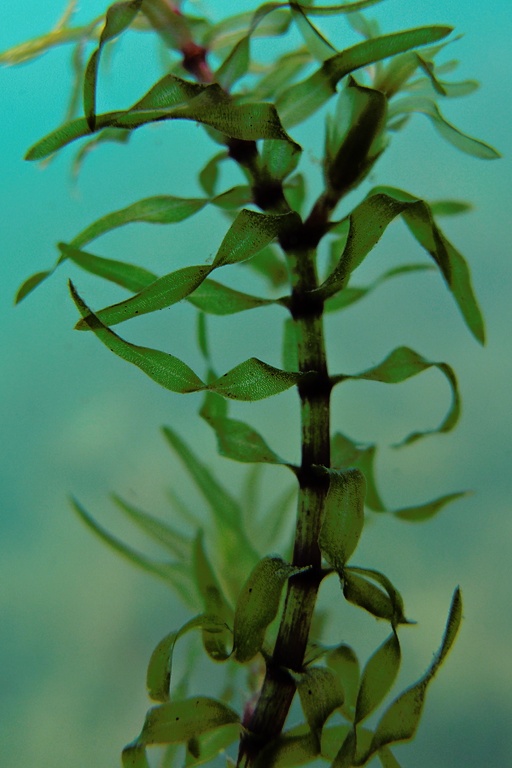 Schmallblättrige Wasserpest