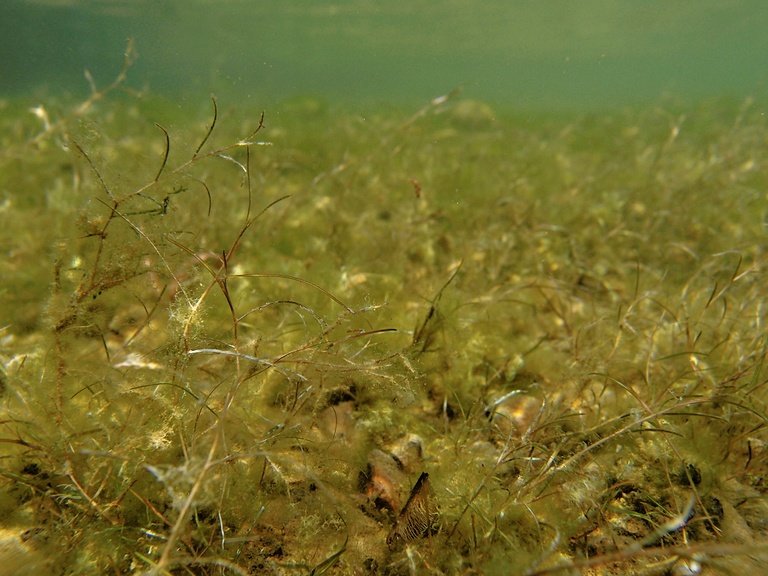 Laichkrautlandschaft