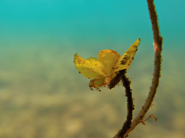 Wasserschlauch-Blüte (2)