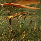 Schwimmendes Laichkraut (2)