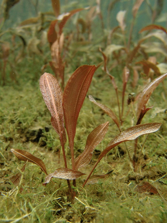 Schwimmendes Laichkraut (3)