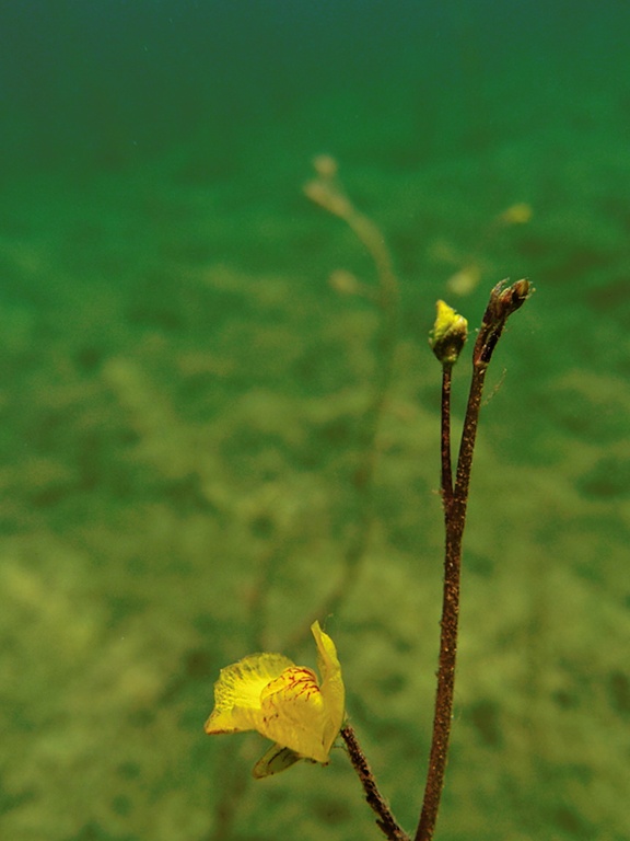 Wasserschlauch-Blüte (3)