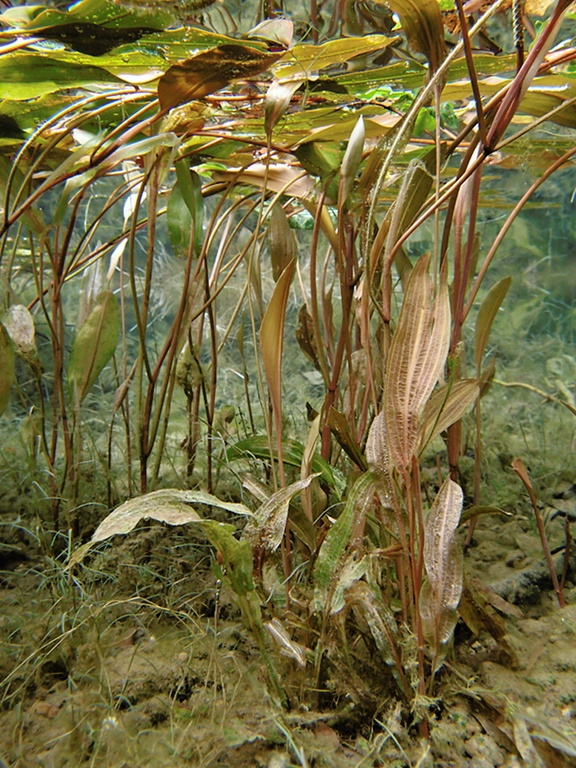 Schwimmendes Laichkraut (4)