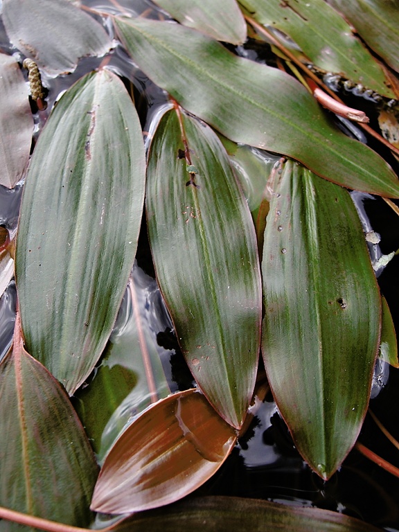 Schwimmendes Laichkraut (5)