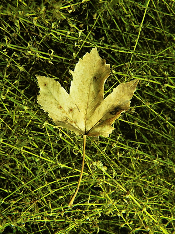 Ahornblatt und Wasserpest