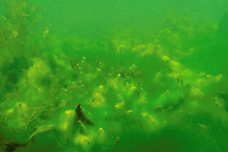 Algenlandschaft
