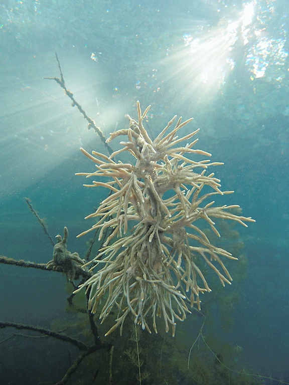 Schwämme und Lichtstrahlen