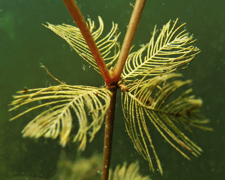 Quirl des Ährigen Tausendblatts