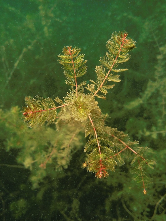 Ähriges Tausendblatt von oben