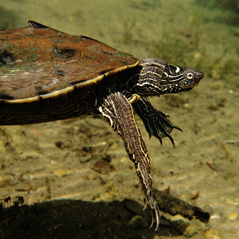 Falsche Landkarten-Höckerschildkröte
