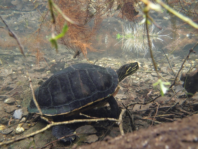Florida-Rotbauch-Schmuckschildkröte