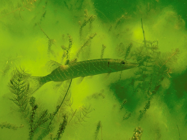 Hecht in Grün