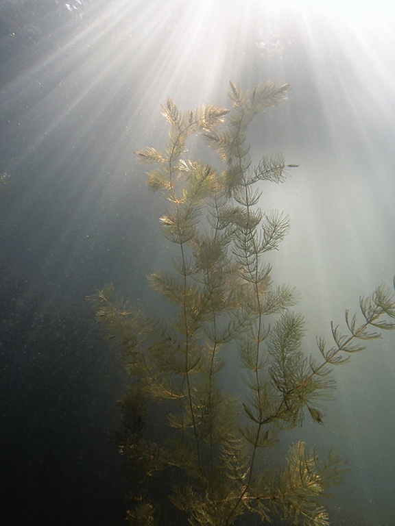 Raues Hornblatt im Licht