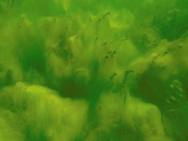 Algenlandschaft