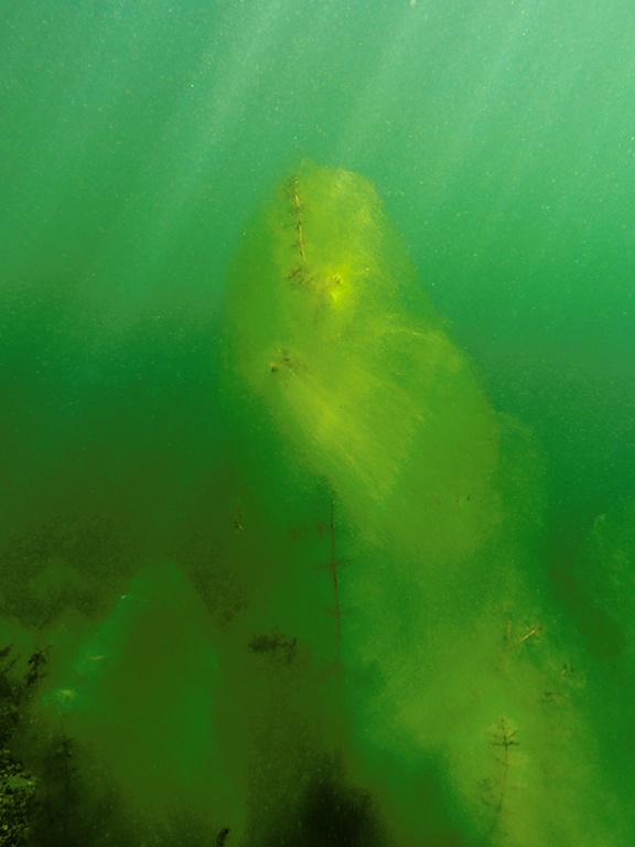 Algen überwuchern Tausendblatt