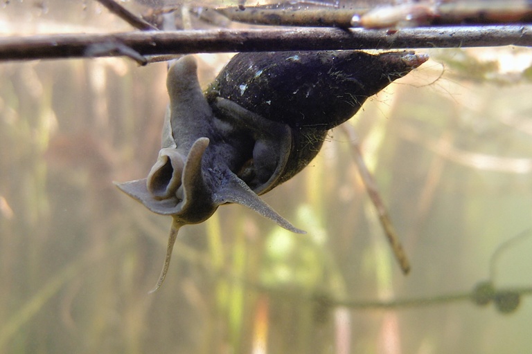 Spitzschlammschnecke