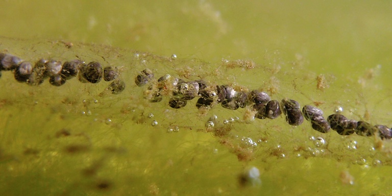 Laichschnur der Erdkröte