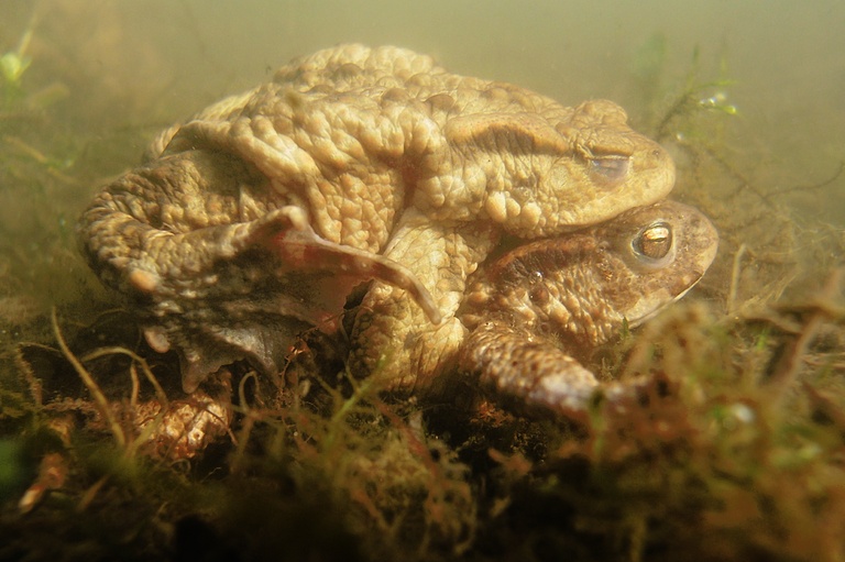 Erdkröten