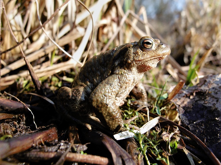 Erdkröte