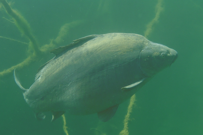 Spiegelkarpfen im Rahmer See