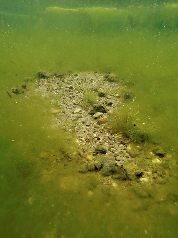 Insel in Algenteppich