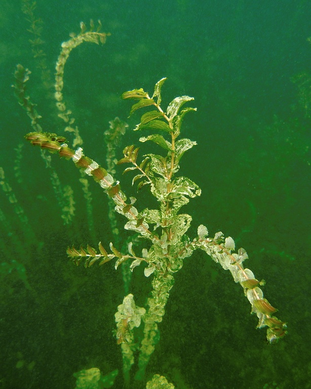 Durchwachsenes Laichkraut