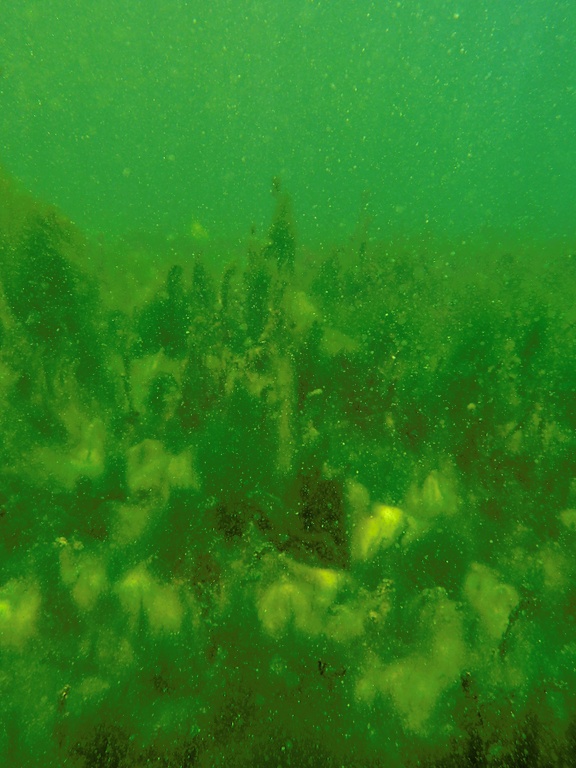 Schneegestöber unter Wasser