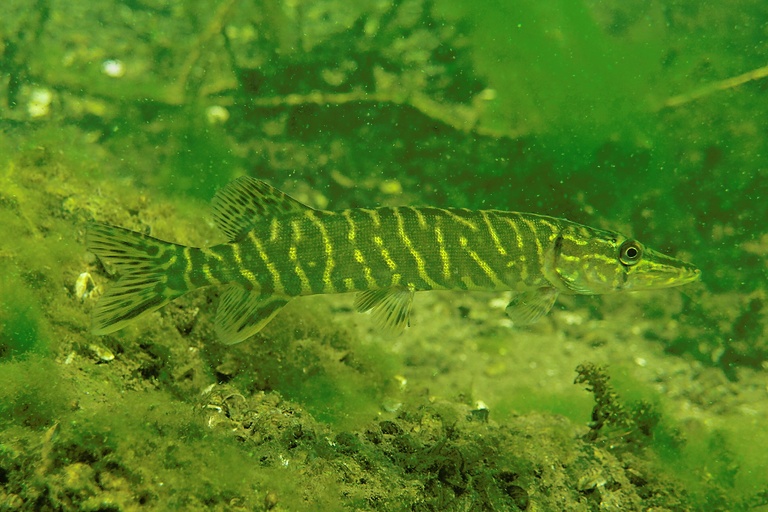 Hecht im Schneegestöber