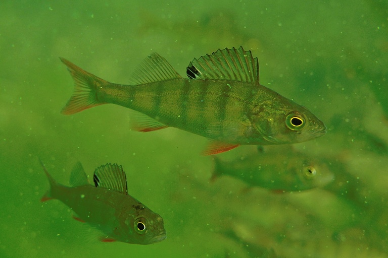 Barsche im Schneegestöber