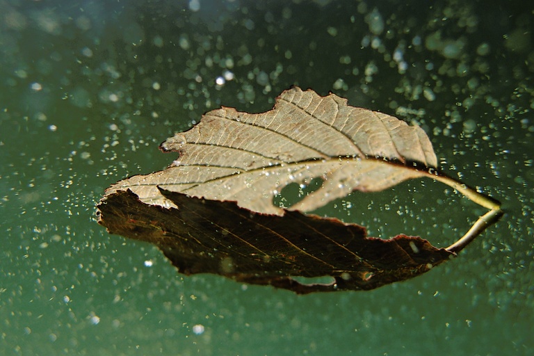 Blattspiegelung mit Schwebeteilchen