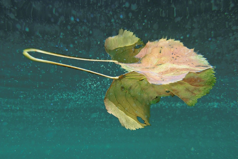 Blattspiegelung mit Schwebeteilchen