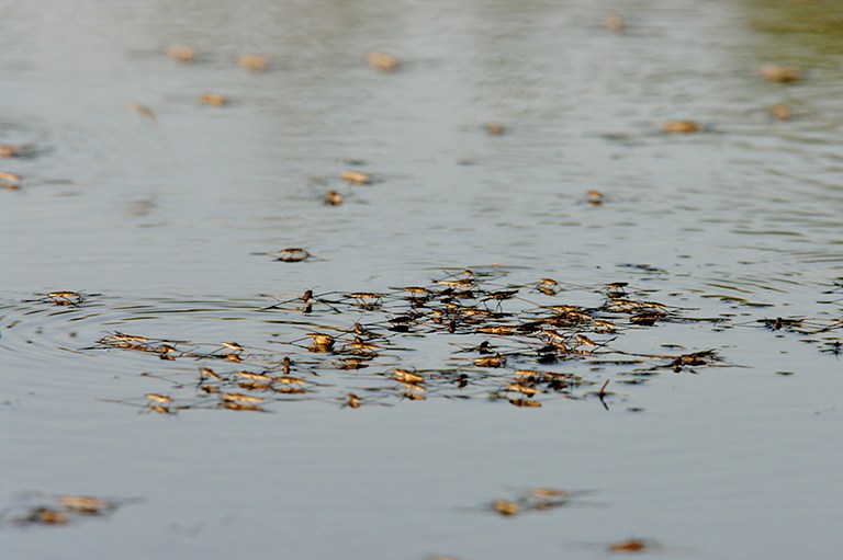 Wasserläuferversammlung