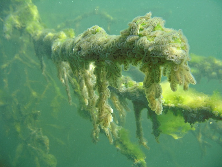 Moostierchen und Algen