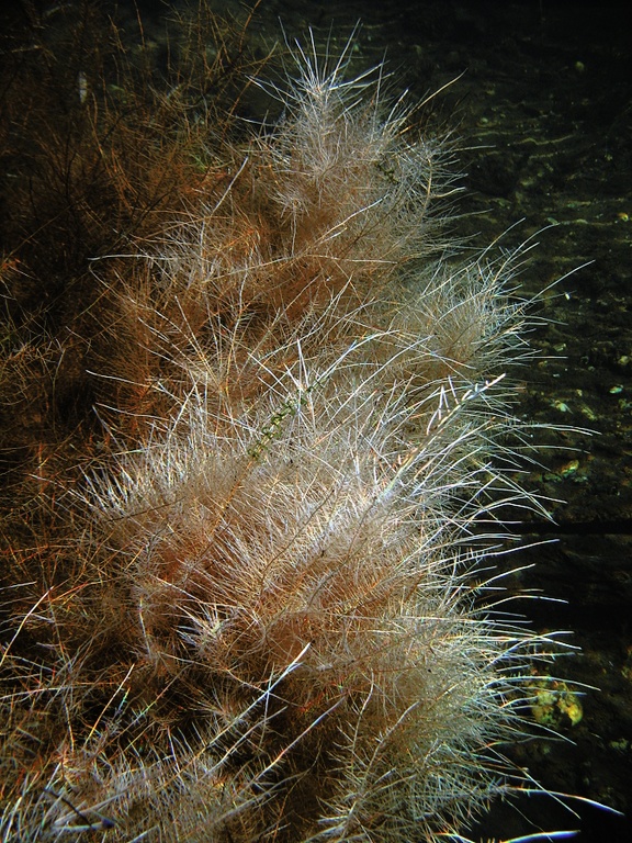 Wurzeln unter Wasser