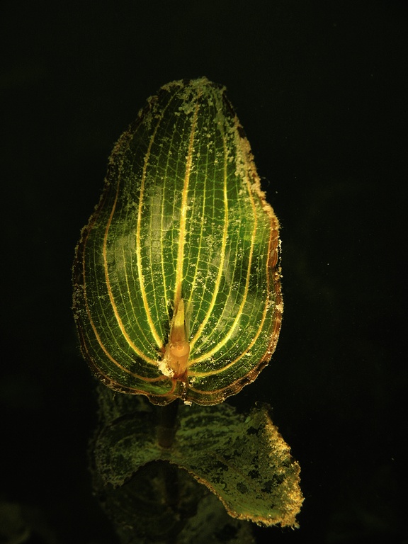 Durchwachsenes Laichkraut (Potamogeton perfoliatus)